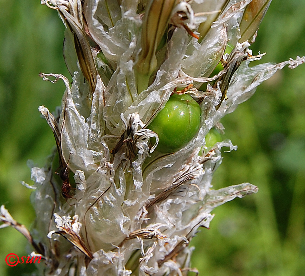 Изображение особи Asphodeline taurica.