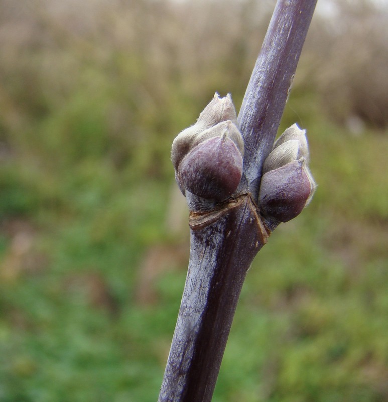 Image of Acer negundo specimen.