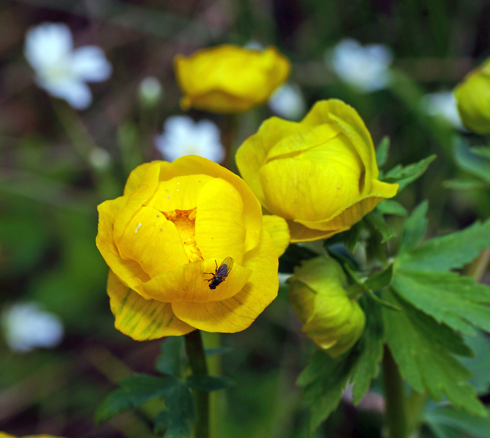 Image of Trollius europaeus specimen.