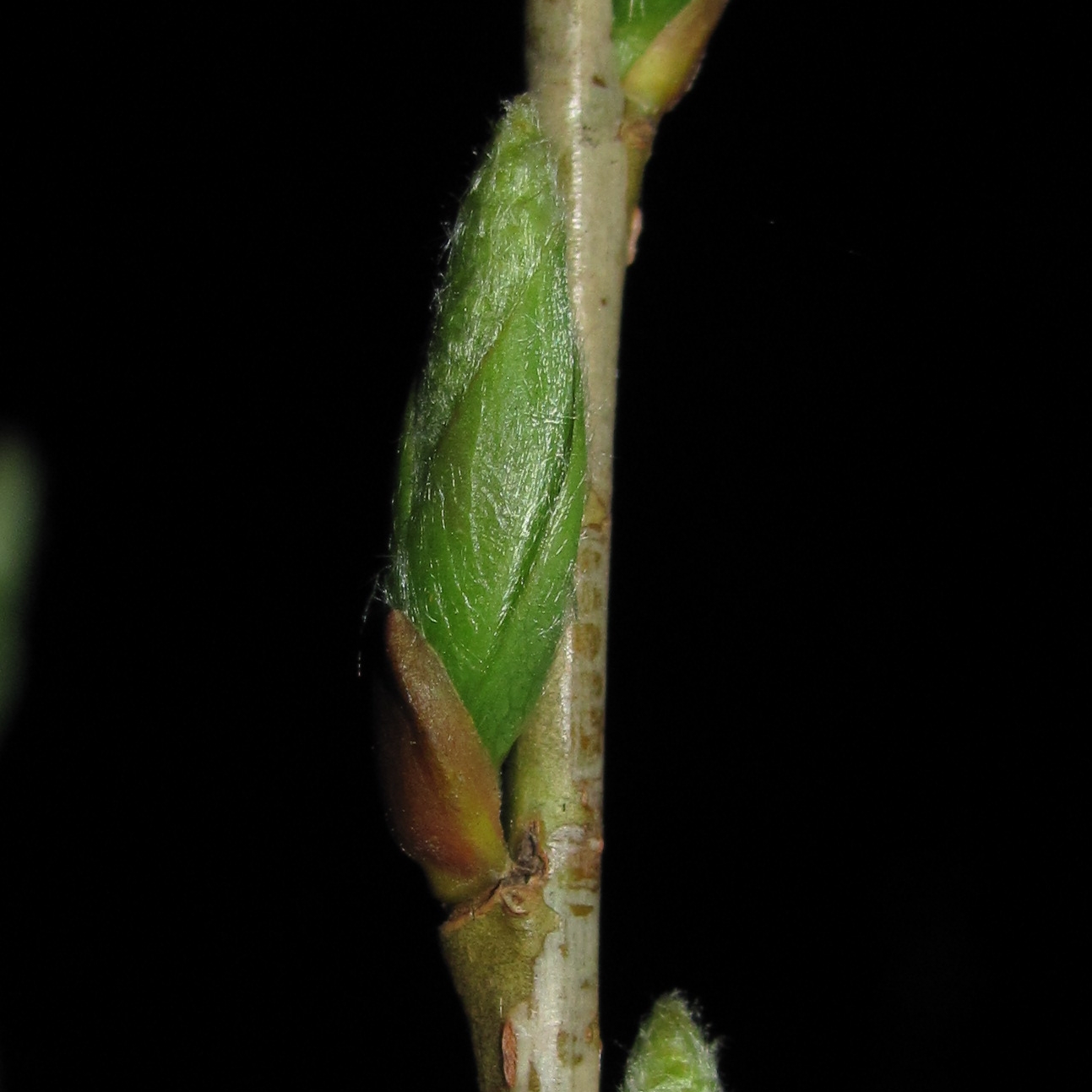 Image of Salix triandra specimen.