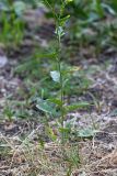 Sisymbrium loeselii. Прикорневая часть растения. Южный Казахстан, горы Алатау (Даубаба), Скалистое ущелье. 27.06.2014.