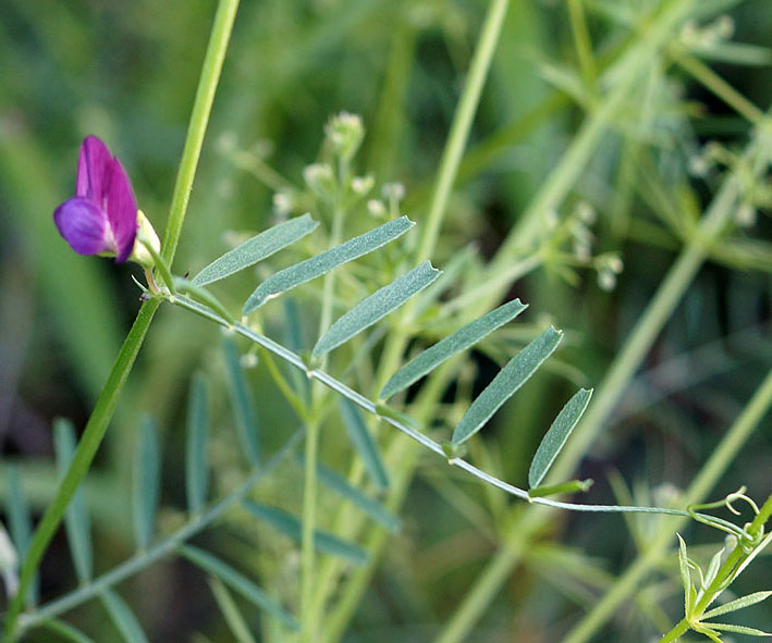 Изображение особи Vicia peregrina.