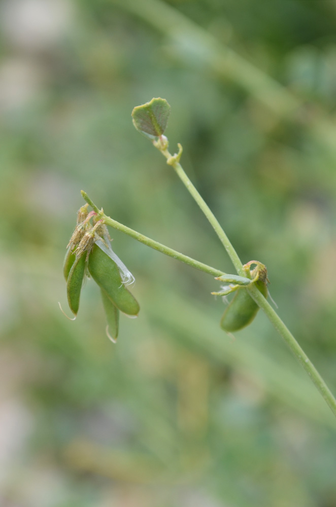 Изображение особи Melilotoides pamirica.