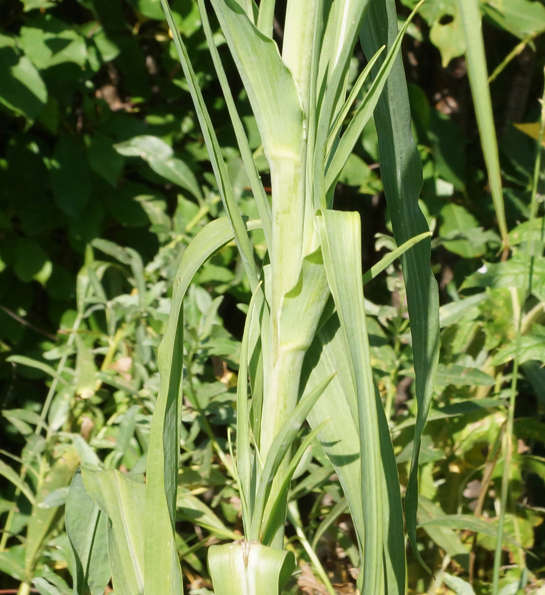 Image of Tragopogon orientalis specimen.