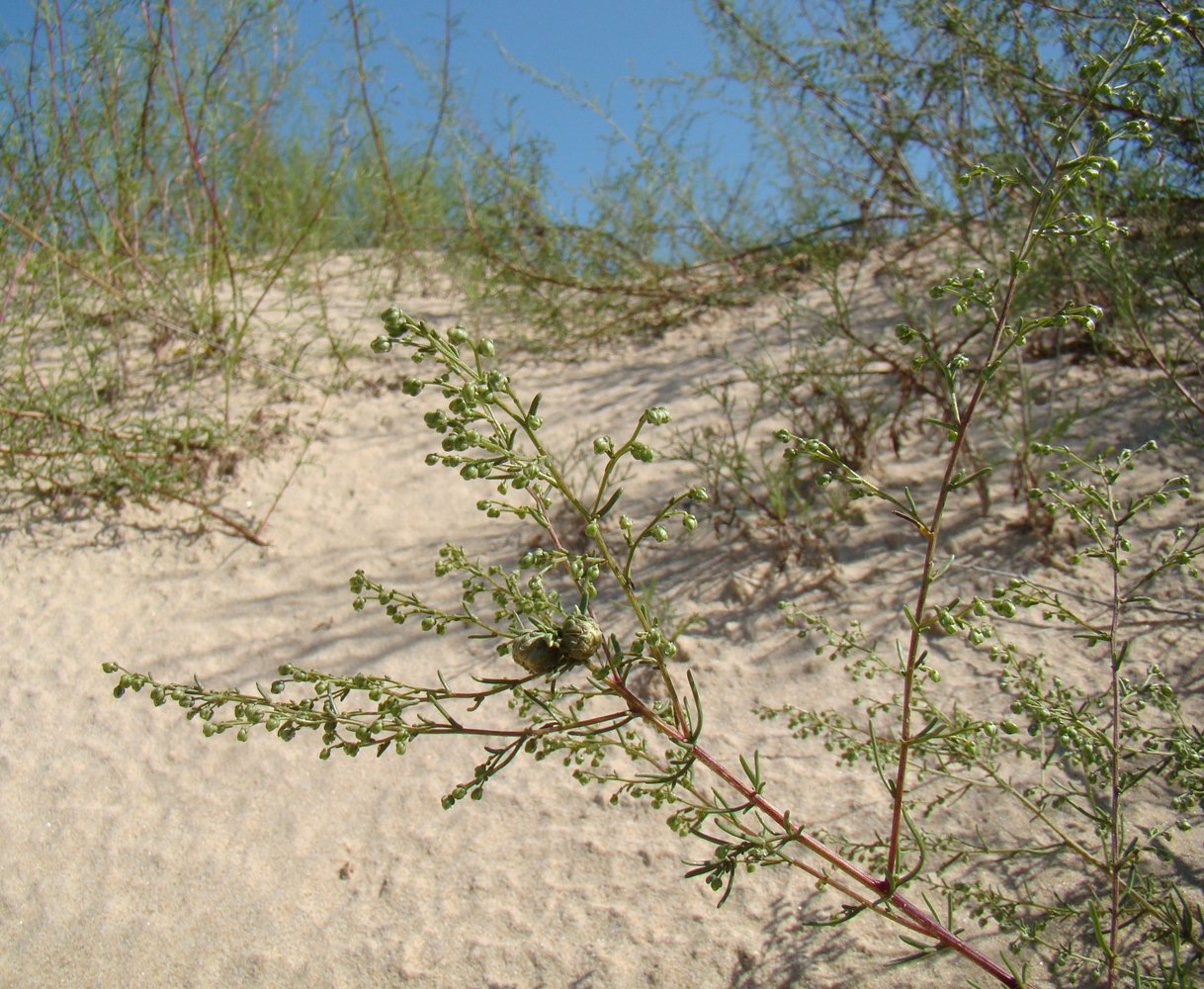 Image of Artemisia arenaria specimen.