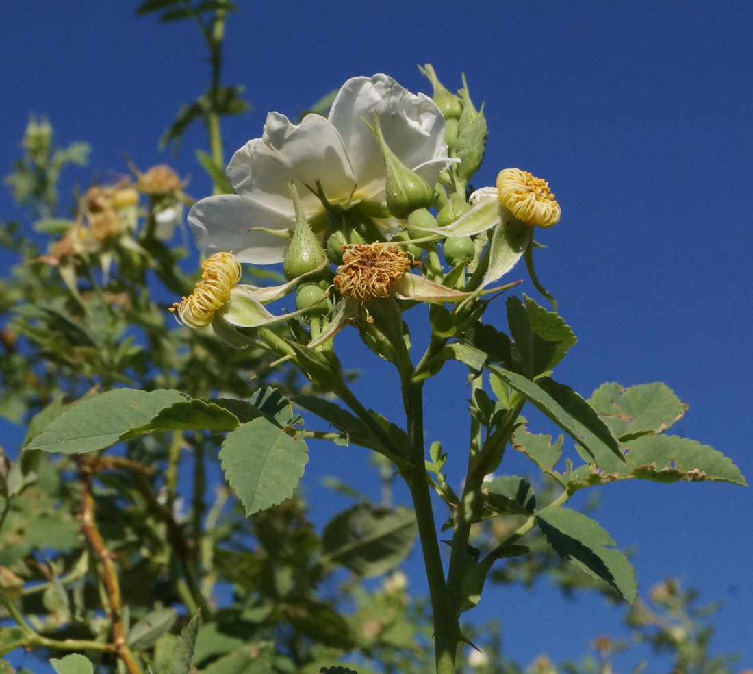 Изображение особи Rosa laxa.