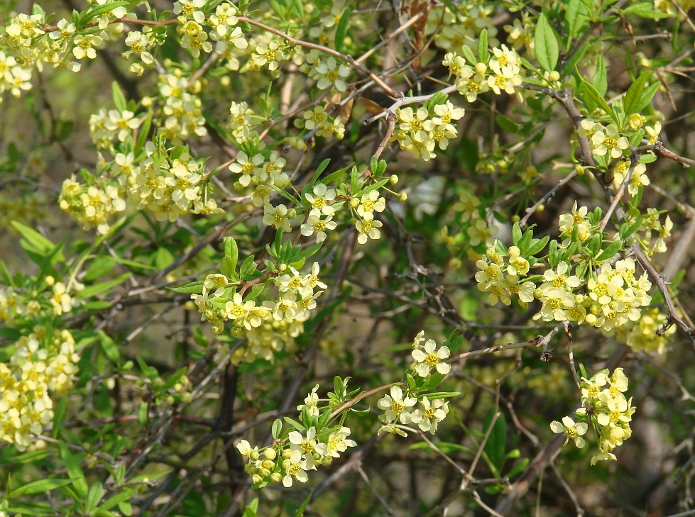 Image of Prinsepia sinensis specimen.