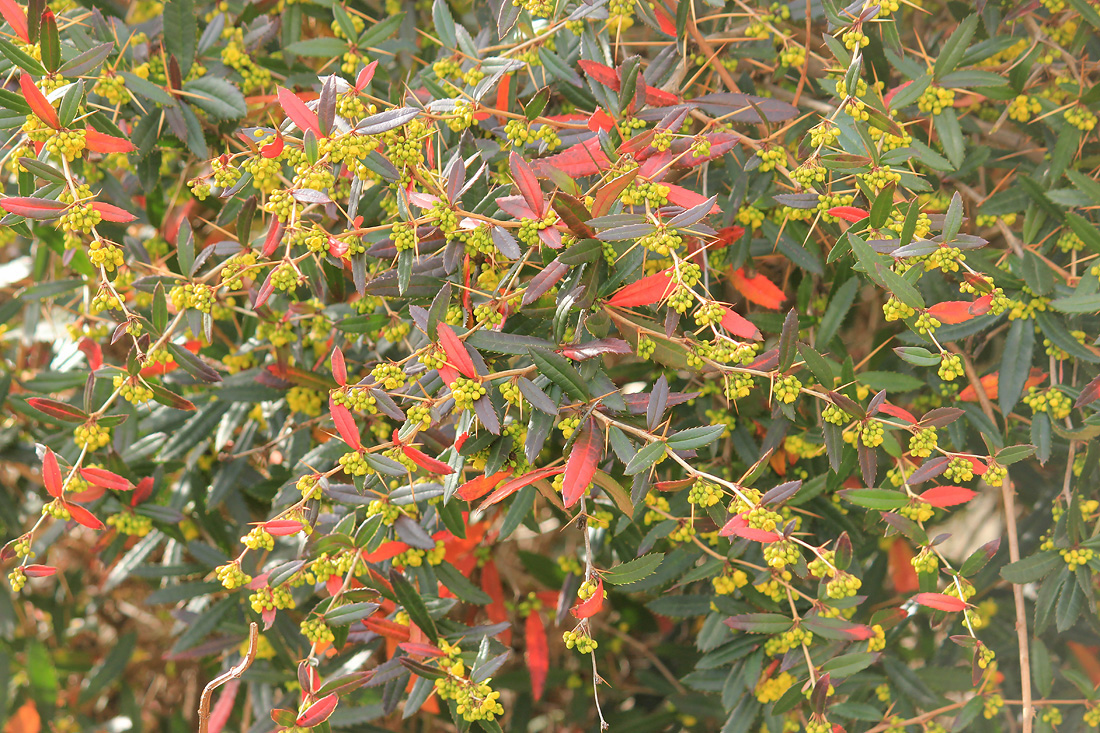 Image of Berberis julianae specimen.