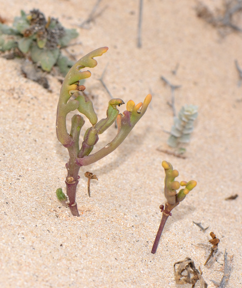 Image of Cakile maritima specimen.