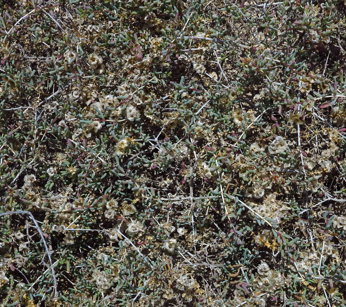 Image of Salsola divaricata specimen.