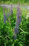 Lupinus polyphyllus. Соцветия и листья. Мурманск, микрор-н Росляково, посадки. 20.07.2015.