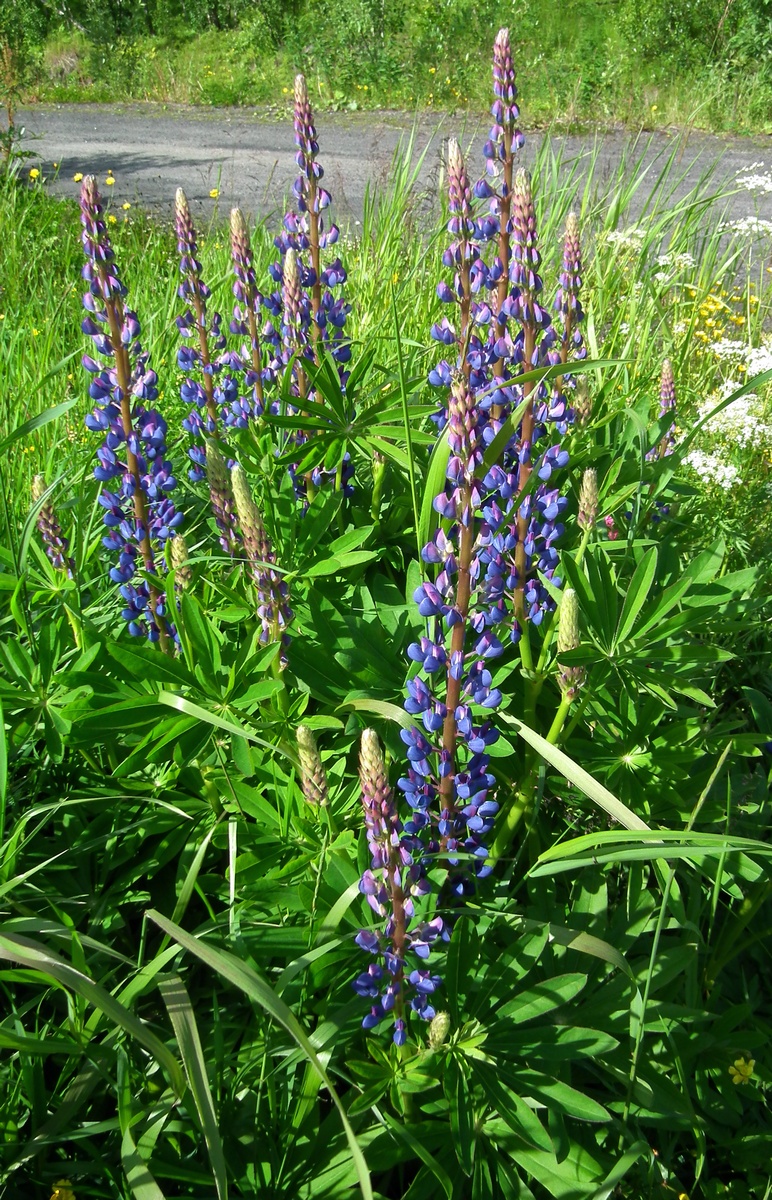 Image of Lupinus polyphyllus specimen.