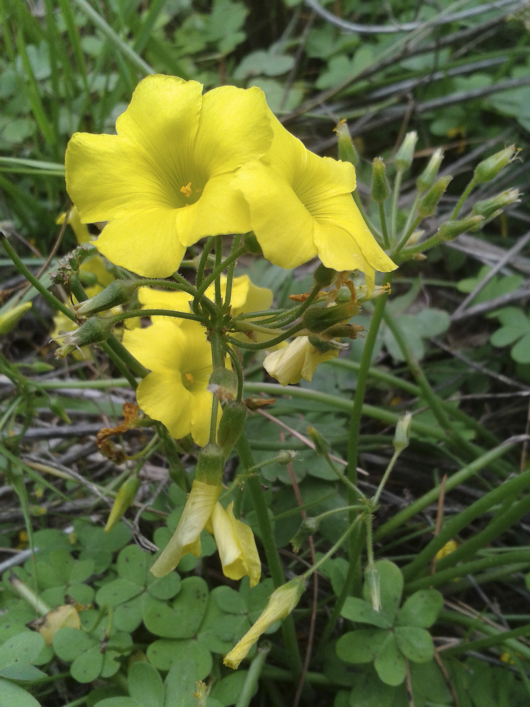 Image of Oxalis pes-caprae specimen.