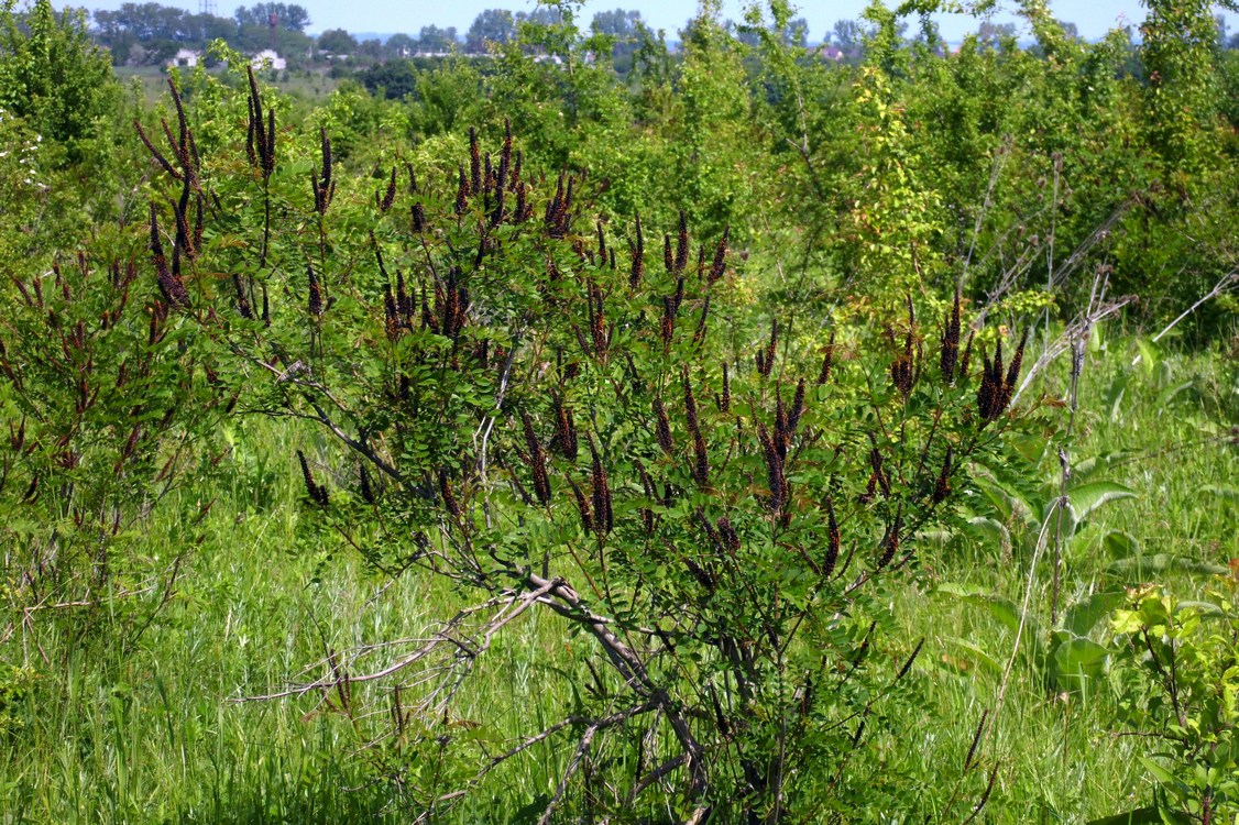 Изображение особи Amorpha fruticosa.