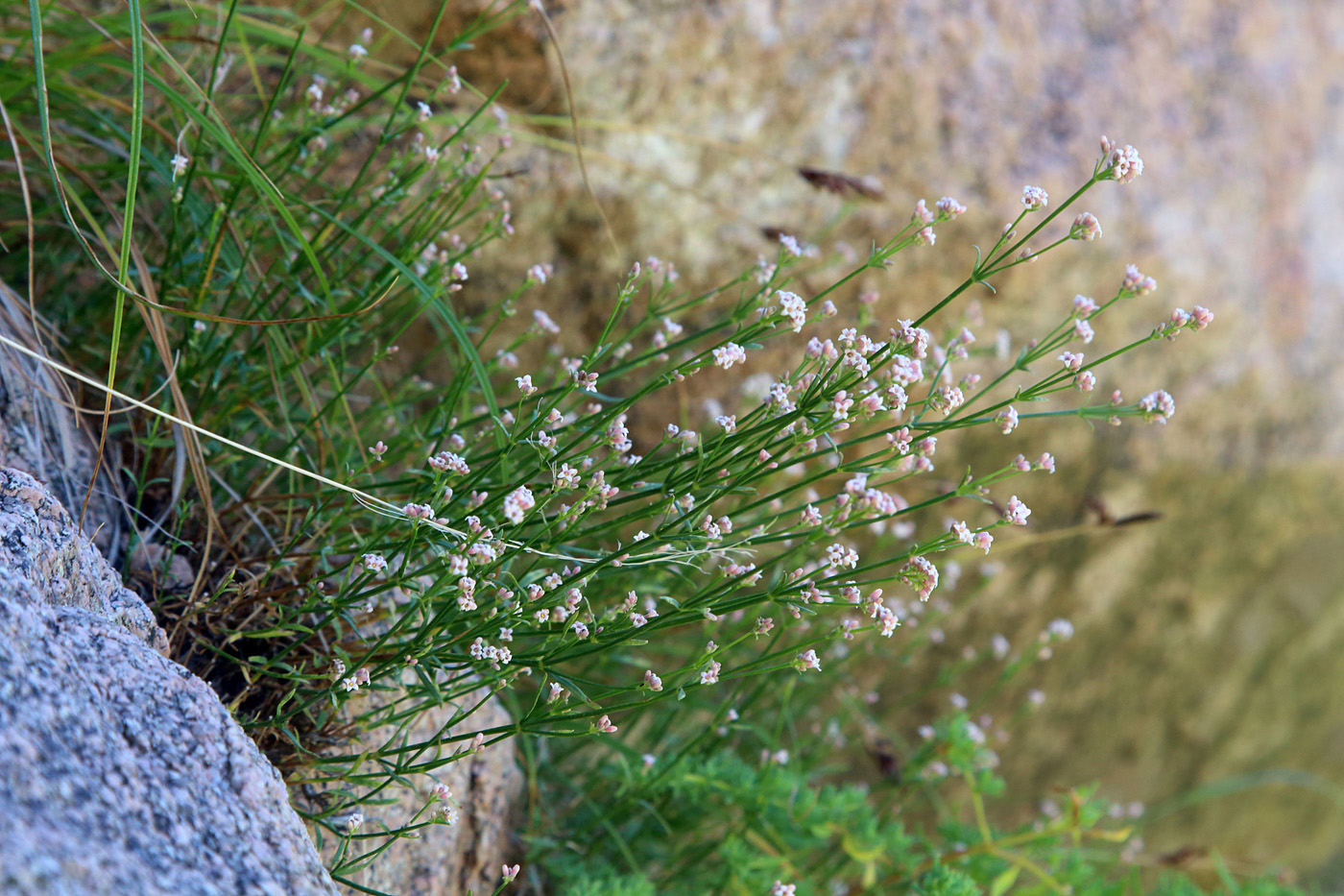 Изображение особи Asperula congesta.