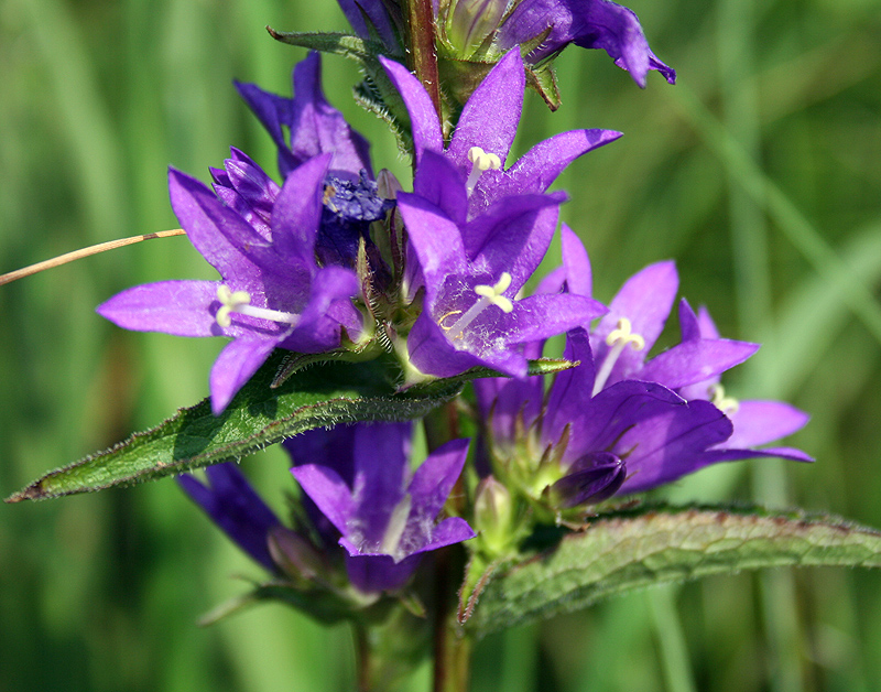 Image of Campanula glomerata specimen.