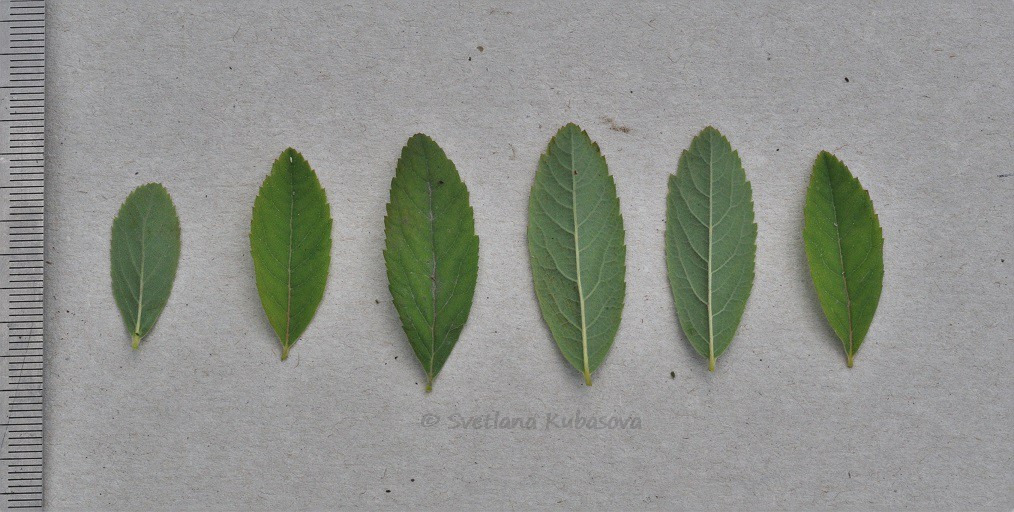 Image of Spiraea &times; billardii specimen.