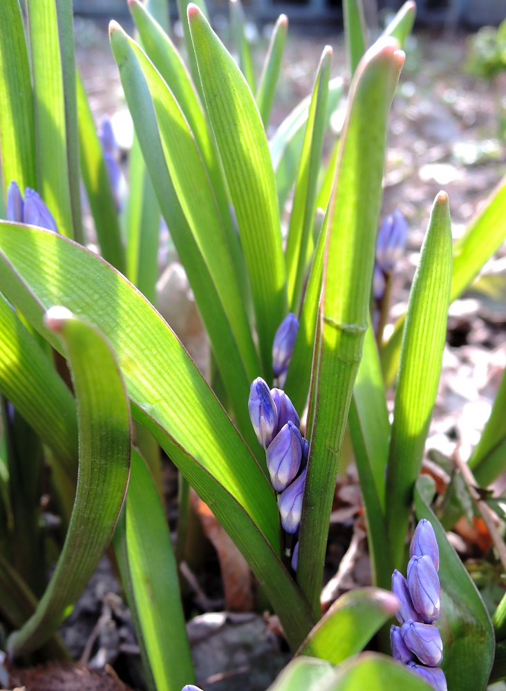 Image of Chionodoxa forbesii specimen.