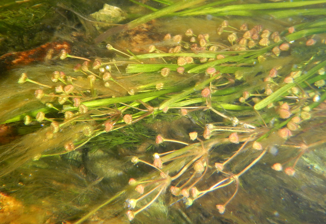 Image of Alisma gramineum specimen.