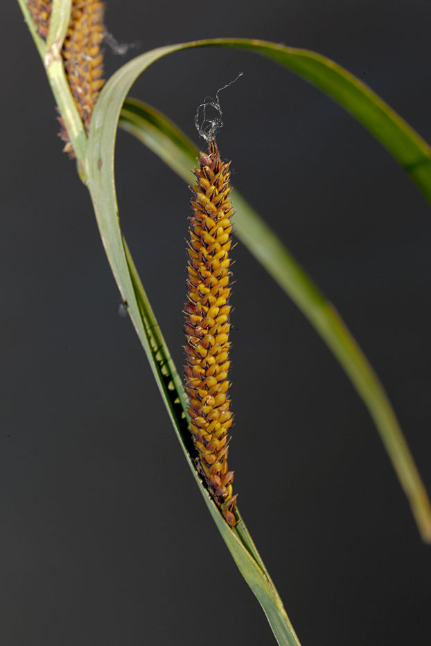 Image of Carex acuta specimen.