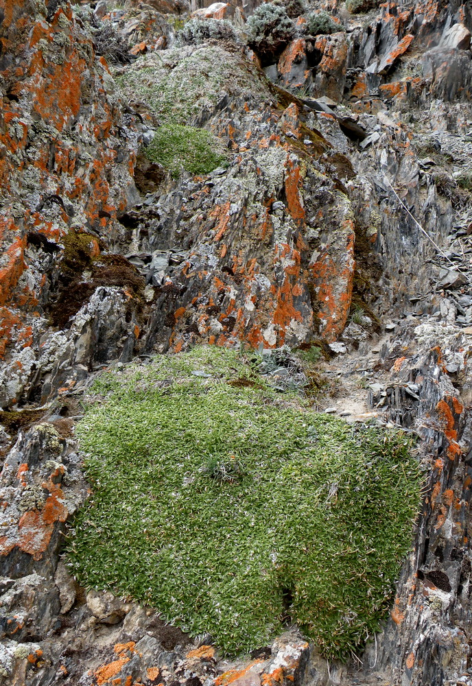 Image of Silene turgida specimen.