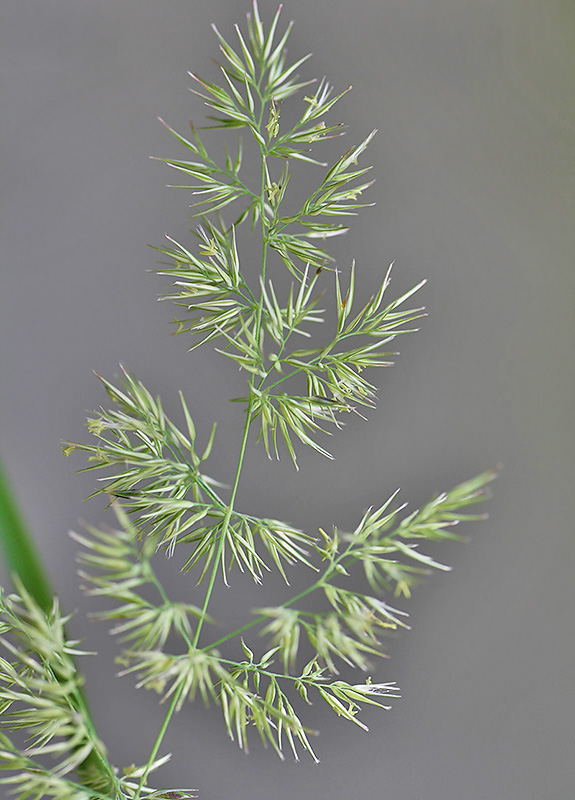 Image of Calamagrostis epigeios specimen.