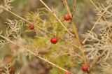 Asparagus schoberioides