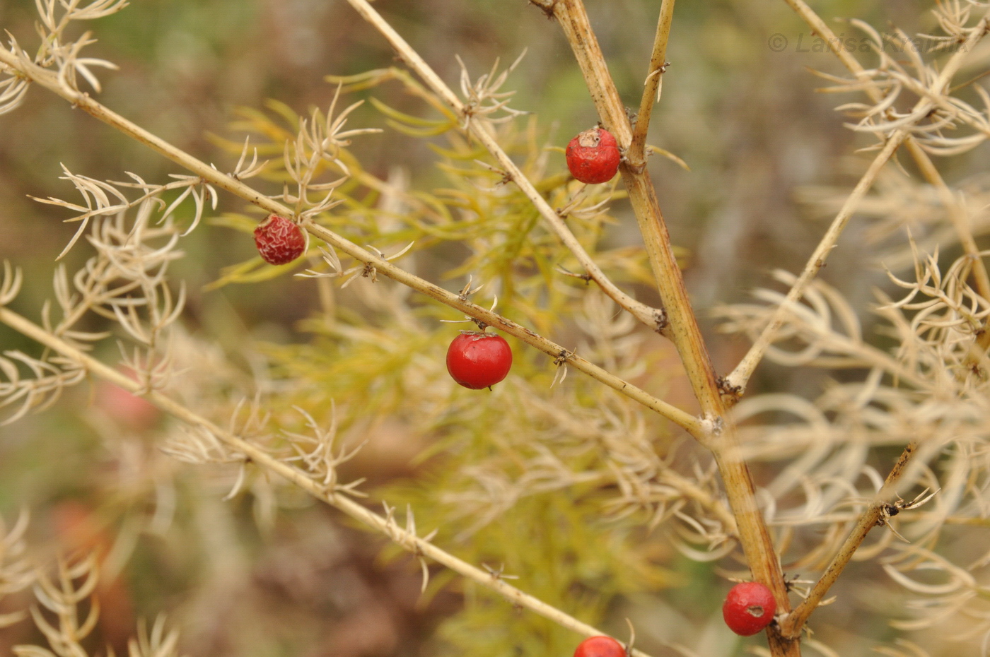 Изображение особи Asparagus schoberioides.