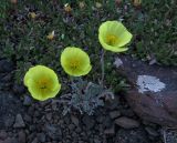 Papaver leucotrichum. Цветущее растение. Красноярский край, Таймырский Долгано-Ненецкий р-н, р. Котуй, вершина берегового останца в окр. устья р. Медвежья. 03.07.2016.