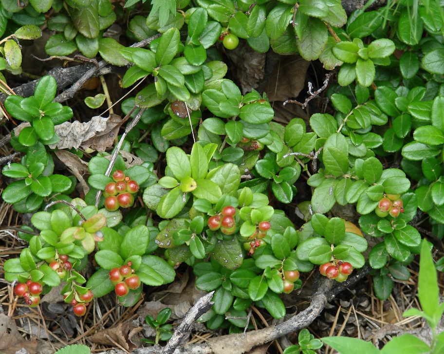 Image of Vaccinium vitis-idaea specimen.