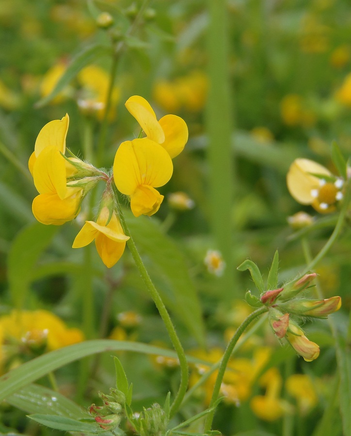 Изображение особи Lotus corniculatus.