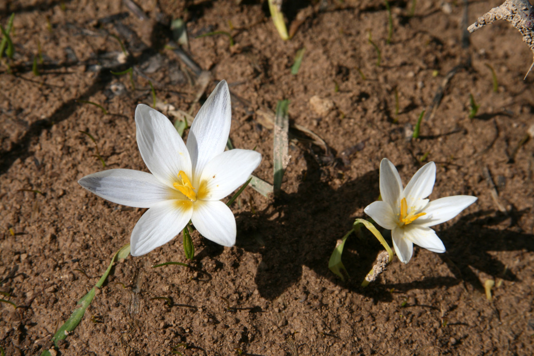 Image of Crocus alatavicus specimen.