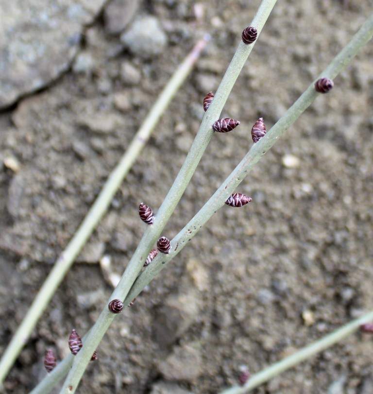 Image of Amygdalus scoparia specimen.