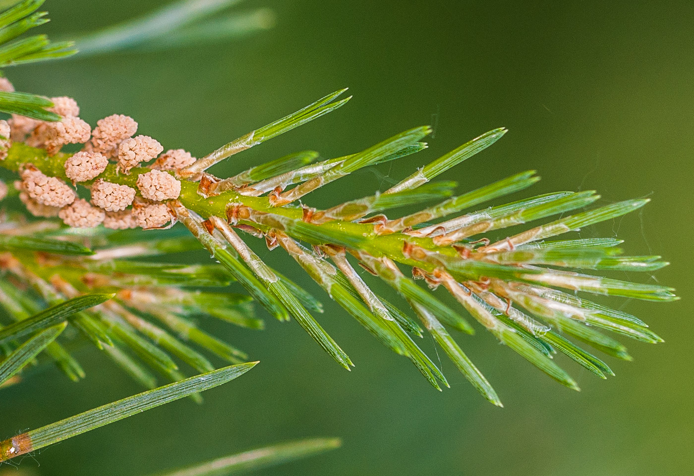 Image of Pinus sylvestris specimen.