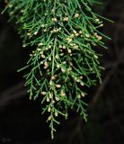 Platycladus orientalis