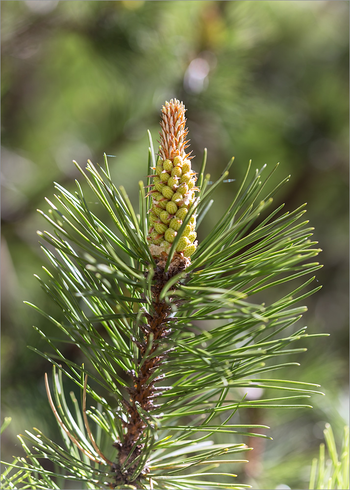 Image of Pinus mugo specimen.