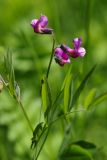 Lathyrus linifolius. Верхушка побега с соцветием (var. montanus). Санкт-Петербург, Пушкинский р-н, Павловский парк, разнотравный луг. 15.06.2017.