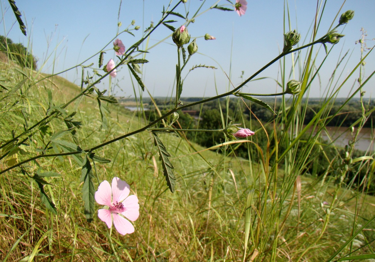 Image of Althaea cannabina specimen.