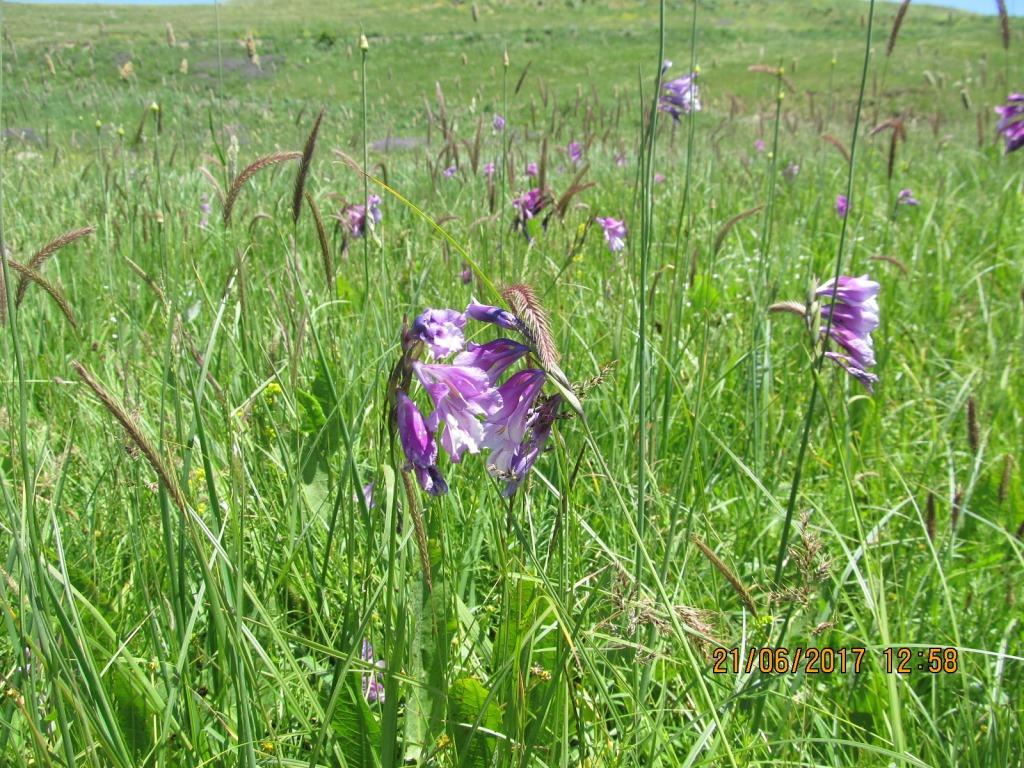 Image of Gladiolus kotschyanus specimen.