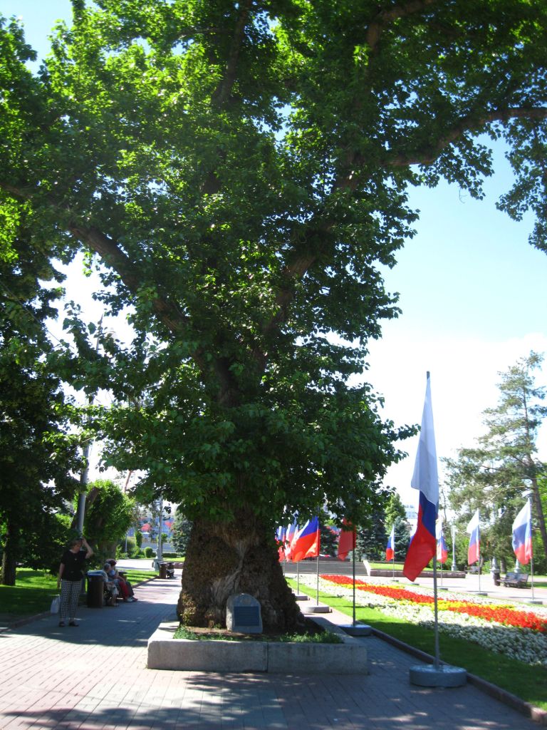 Image of Populus nigra specimen.