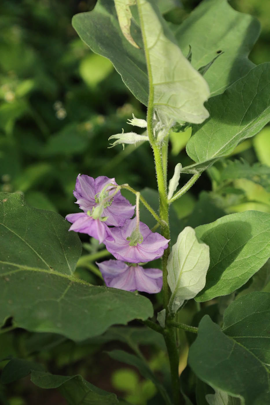 Image of Solanum melongena specimen.