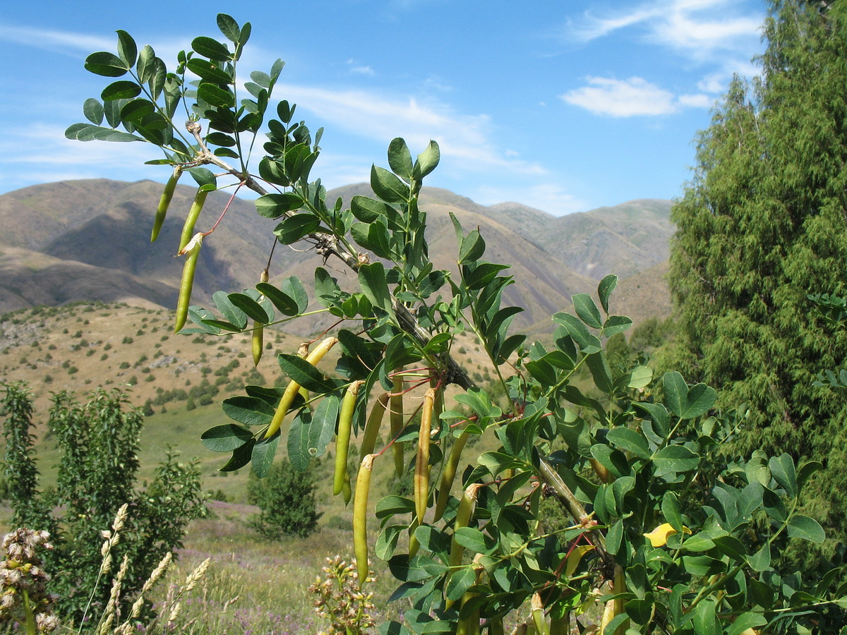 Image of Caragana arborescens specimen.