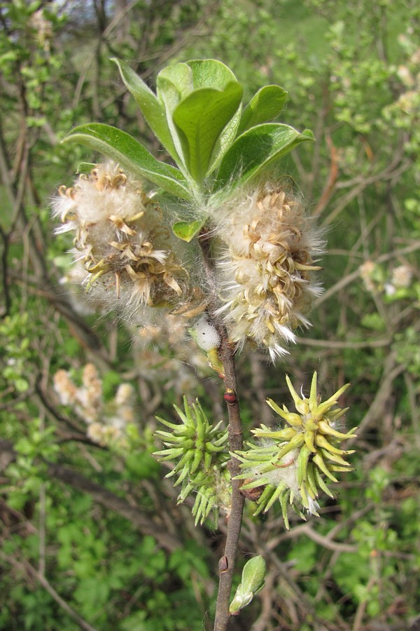 Image of Salix cinerea specimen.