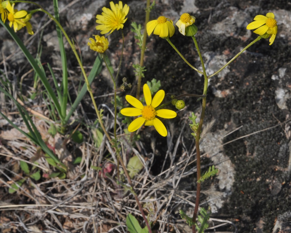 Image of Senecio vernalis specimen.