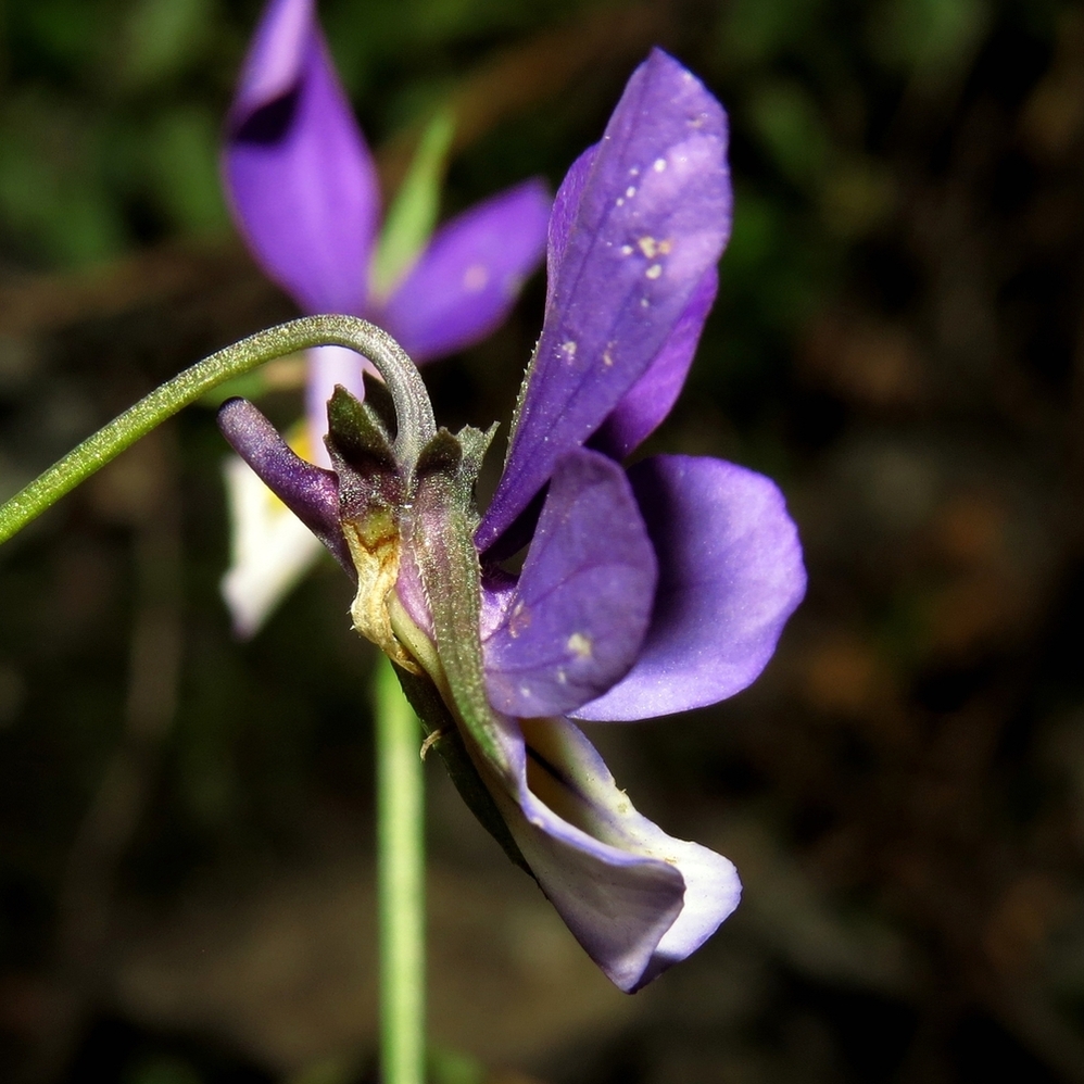 Image of Viola tricolor specimen.