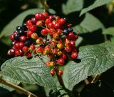 Viburnum lantana