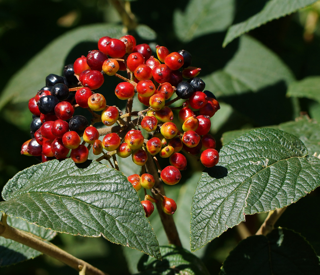 Image of Viburnum lantana specimen.