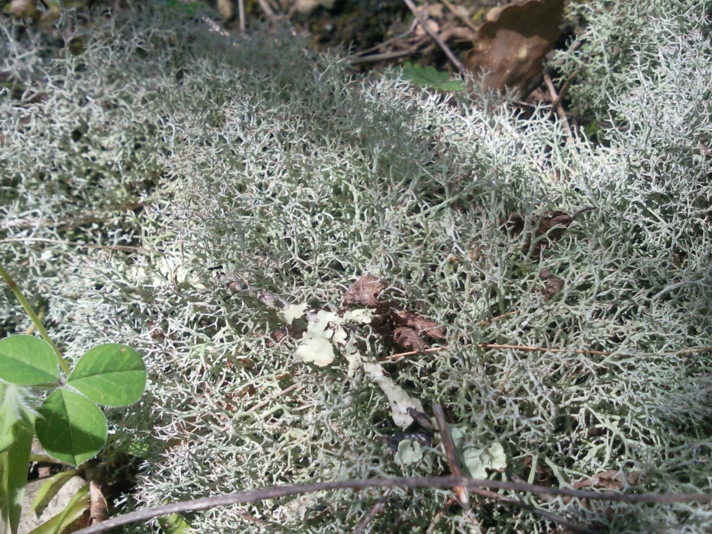 Image of genus Cladonia specimen.