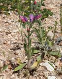 Echium judaeum