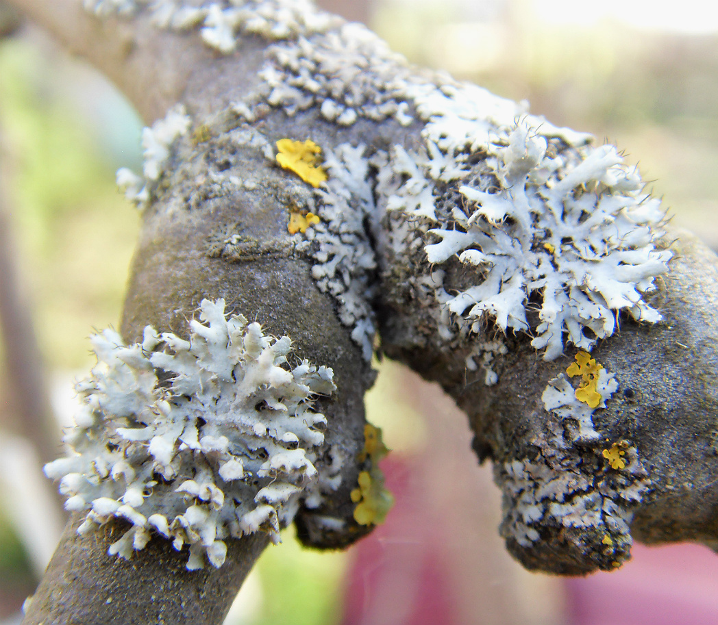 Image of genus Physcia specimen.